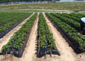 Aardbeienbedden