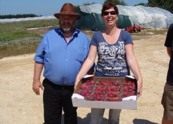 Kadootje van aardbeientelers