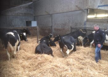 Inspectie droge koeien