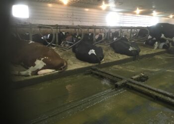 Zand in boxen is algemeen gangbaar